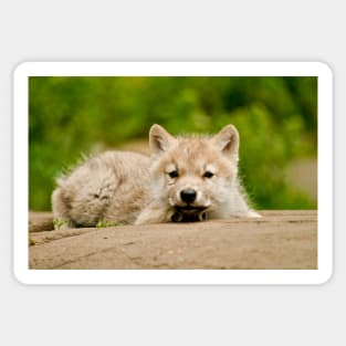 Arctic Wolf Pup Sticker